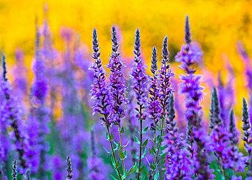 Steam Deck若能成功 V社希望其它硬件厂商加入进来